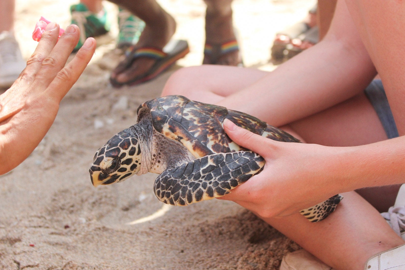 Turtle conservation and rehabilitation centers in Indonesia and Zanzibar