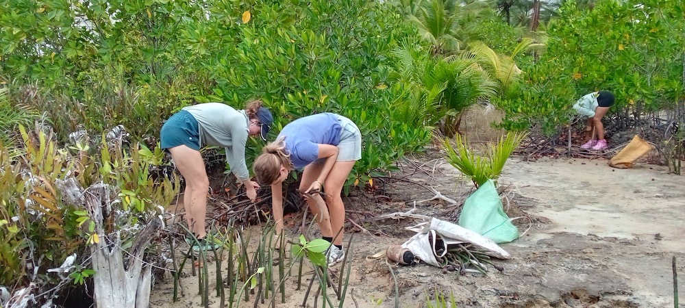 Mangrove protection and eco brick projects in the Philippines